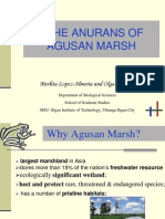 The Anurans of Agusan Marsh