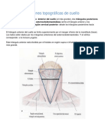 Regiones Topográficas de Cuello