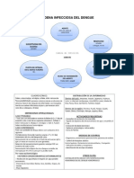 Cadena Infecciosa Del Dengue