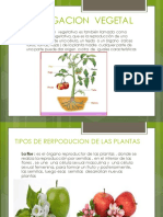 Reproduccion Opropagacion en Plantas