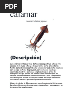 Anatomía Del Calamar (Autoguardado)