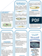 Los Protozoarios