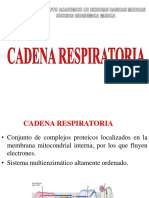 Cadena Respiratoria I