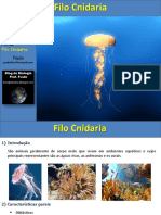 Aula Cnidarios