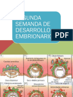 Segunda Semana de Desarrollo Embriolnal