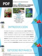 Estudio Botánico, Caracteristicas y Variedades Comerciales Del Cultivo de Arandanos