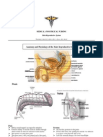 Male Reproductive System and Diseases