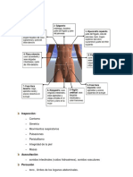 Abdomen 