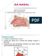 Fosas Nasales