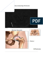 Anatomy and Physiology of The Hip Bone