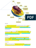 Celula Procariota Eucariota Estructura Organelos