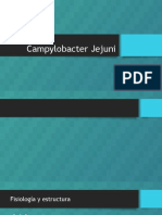 Campylobacter Jejuni 