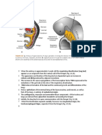 Respiratory Embryology