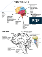 The Brain