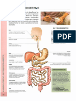 Sistema Digestivo