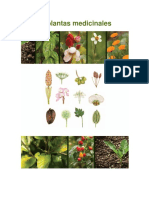 50 Plantas Medicinales PDF