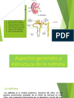 Aspectos Generales y Estructura de La Nefrona