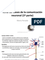 Tema 7. Bases de La Comunicación Neuronal 1 PDF