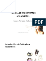 Tema 11. Sistemas Sensoriales PDF