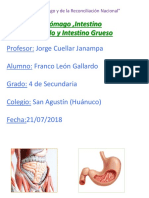 Trabajo de Anatomía