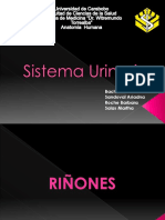 Diapositivas Sistema Urinario