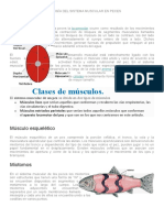 Fisiologìa Del Sistema Muscular en Peces