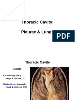 Anatomy, Lecture 5, Pleurae & Lungs (Slides)