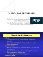 Glandular Epithelium