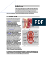 Anatomía de La Boca