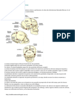 Articulaciones Del Craneo - Suturas PDF