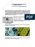 Inclusiones Fluidas Aplicada A Exploración de Yacimientos Minerales