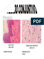 Cap.2 - Tecido Conjuntivo