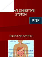 Digestive System