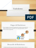 Endodermo 