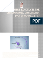 Where Exactly Is The Chromosome, Chromatid, Dna Strands... Etc?