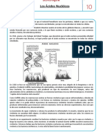 Acidos Nucleicos Nivel 2