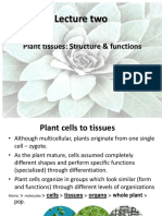 2nd Lecture Plant Tissues