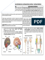 Cuadro Comparativo Partes Que Interviene en El Sistema Nervioso Central y Sistema Periferico