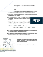 Glucólisis, Gluconeogénesis y Ruta de Las Pentosas Fosfato