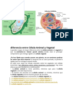 Diferencia Entre Célula Animal y Vegetal