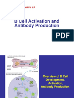 B Cell PDF