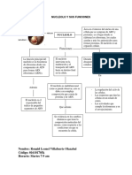 Leo Nucleolo Mapa