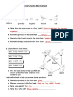 Food Webs and Food Chains Worksheet: Lettuce Greenfly Ladybird Thrush Cat