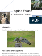 Peregrine Falcon: by Caroline Marie Osinkosky