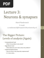 Neurons & Synapses: Alard Roebroeck E-Mail: A.roebroeck@maastrichtuniversity - NL