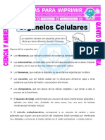 Organelos Celulares PDF