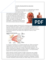 Organización Estructural y Funcional de Los Músculos