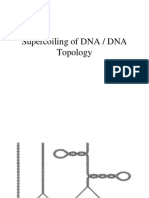 Supercoiling of DNA 