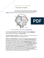 The Occipital Bone