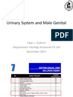 Urinary System and Male Genital: Fajar L. Gultom Departemen Patologi Anatomik FK UKI December 2017